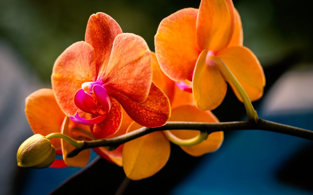 Orchids of the Grand Wailea
